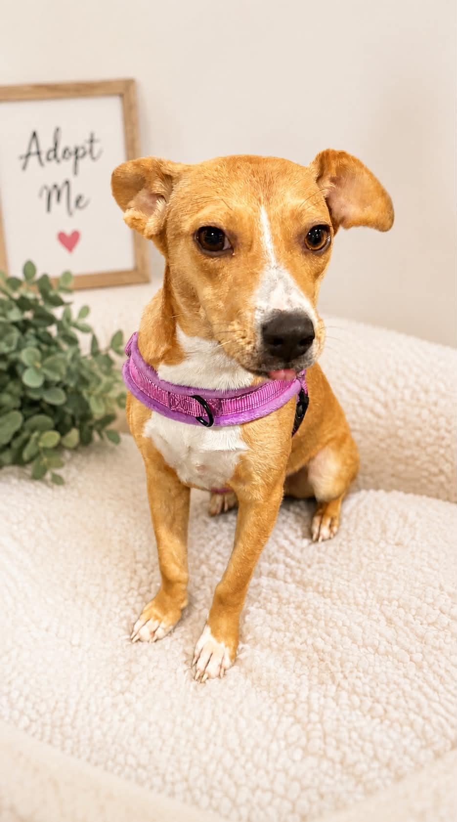 River, Adopted, Young Female Mixed Breed.