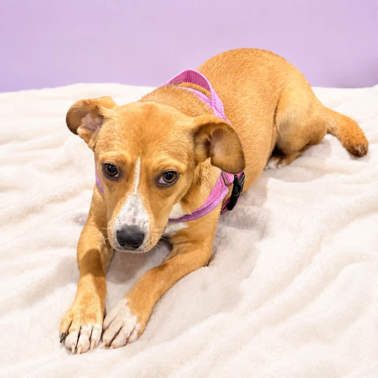 Enlarge River, a Adopted Mixed Breed in Fenton, MO image 2/3
