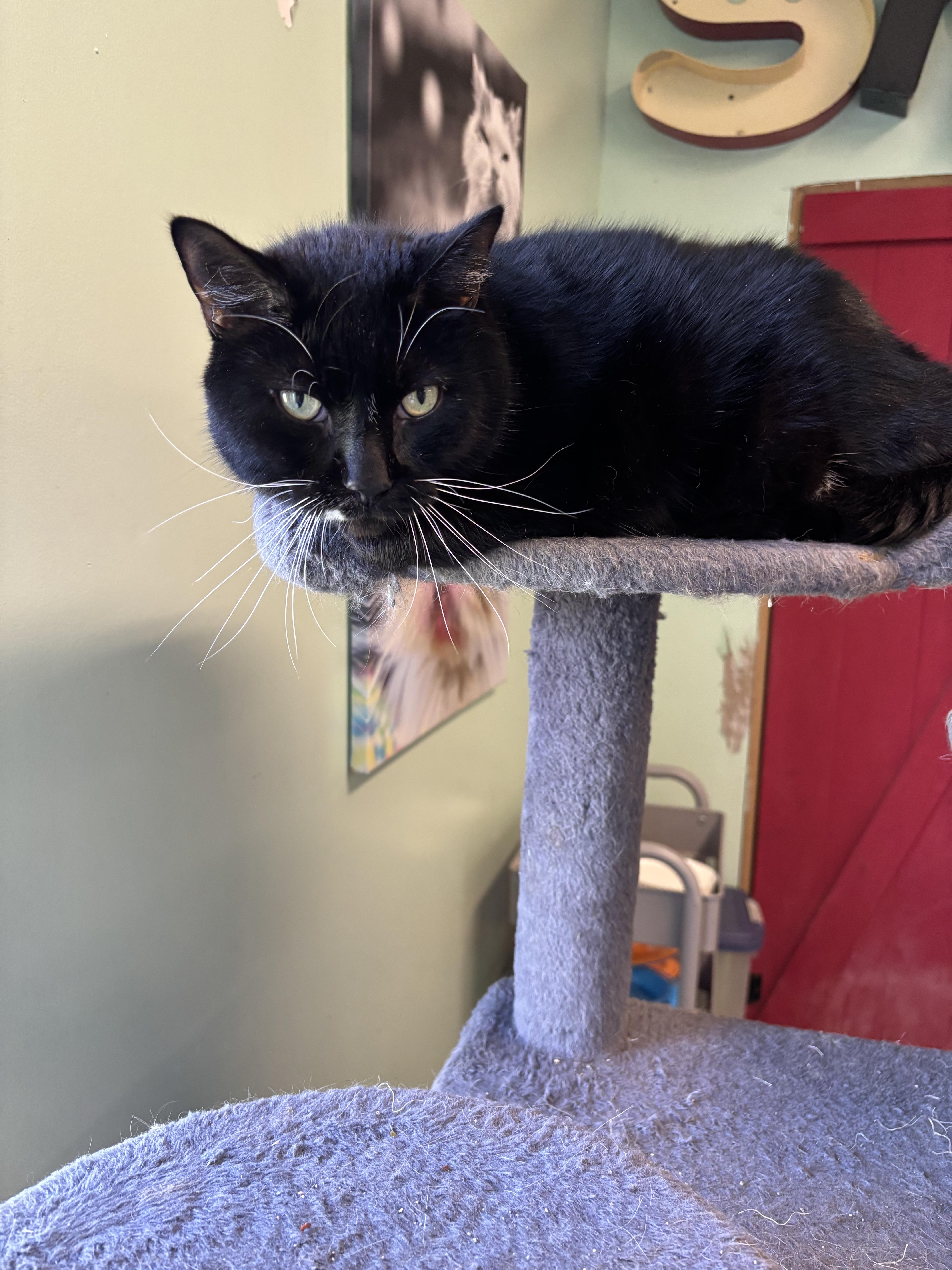 Eugene, Adoptable, Adult Male Domestic Short Hair.