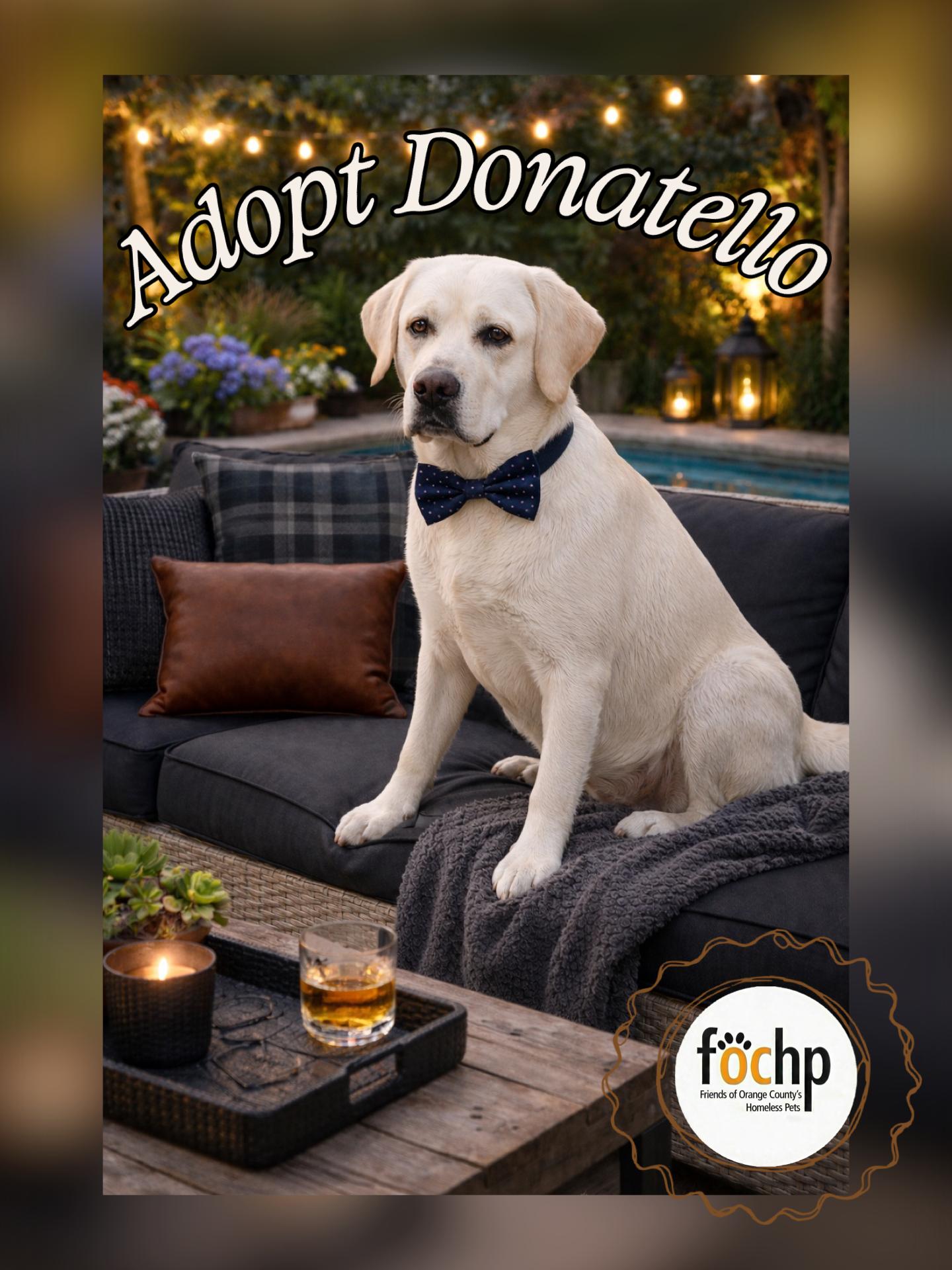 Donatello, Adoptable, Young Male Labrador Retriever.
