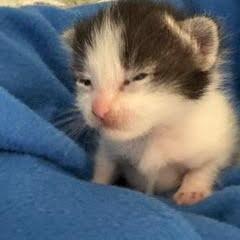 Prada, a Adoptable Domestic Medium Hair in Allyn, WA image 1/4