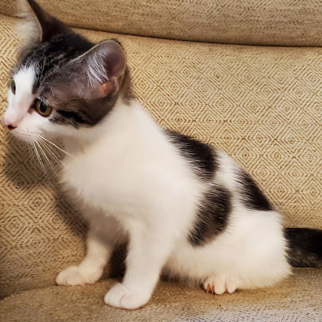 Prada, a Adoptable Domestic Medium Hair in Allyn, WA image 2/4