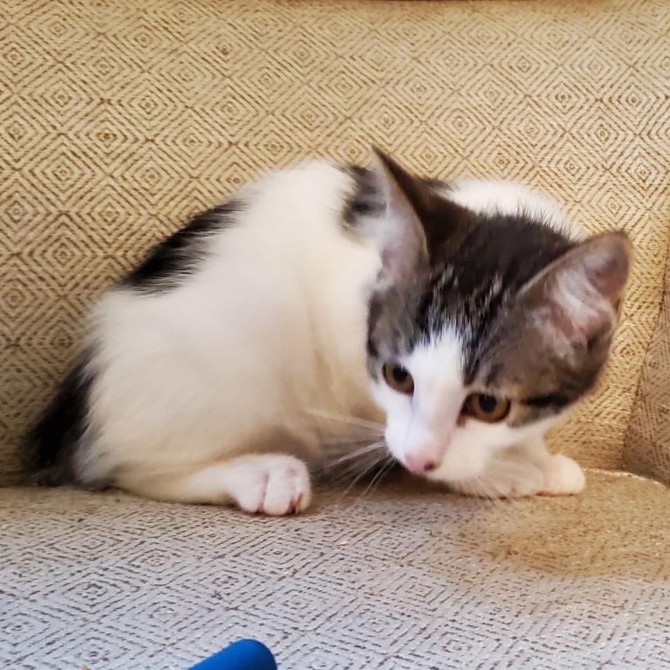 Prada, a Adoptable Domestic Medium Hair in Allyn, WA image 3/4
