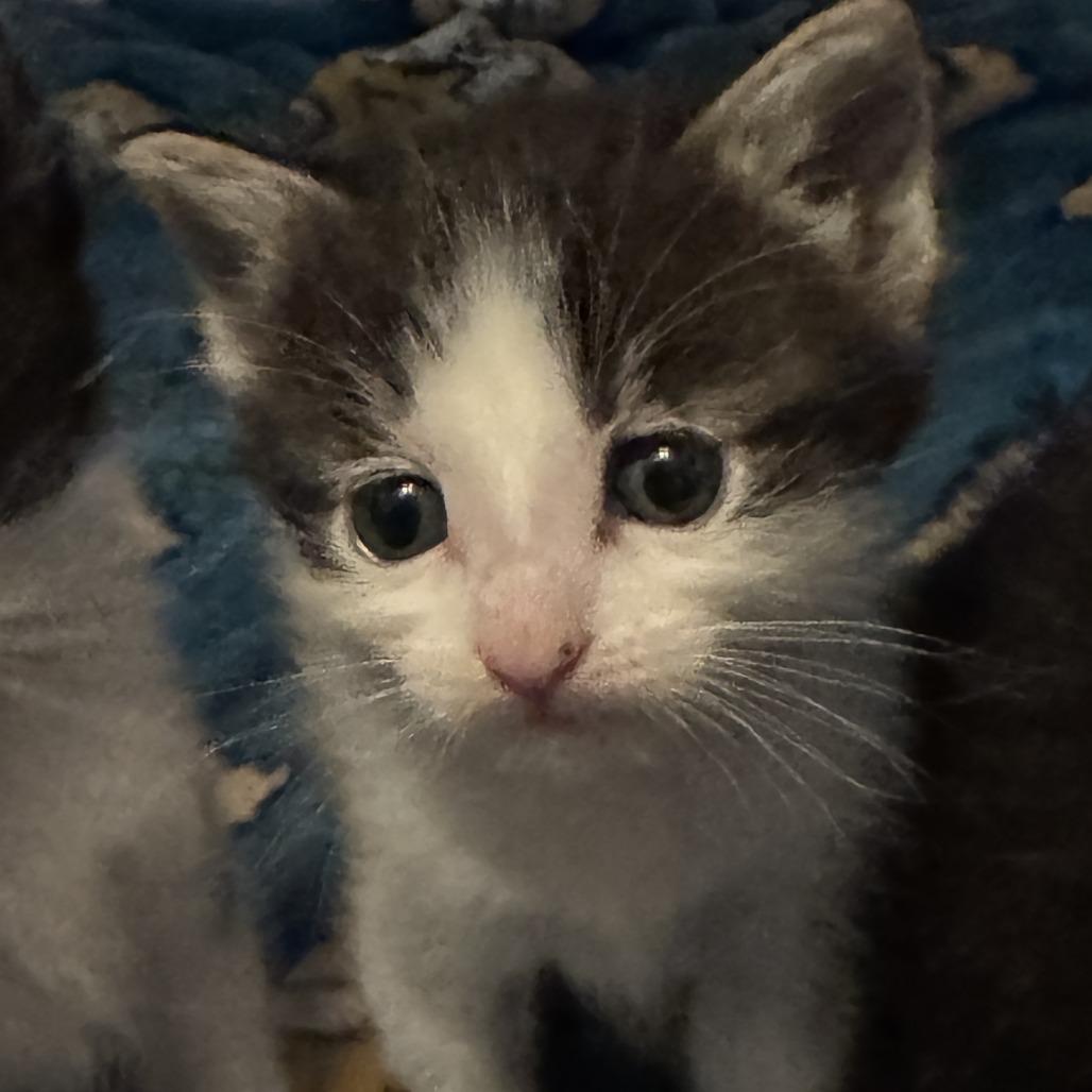 Prada, a Adoptable Domestic Medium Hair in Allyn, WA image 4/4