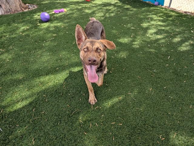 BURDOCK, Adoptable, Young Male German Shepherd Dog & Mixed Breed.