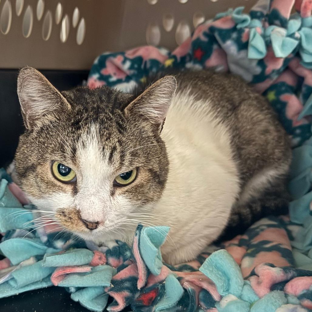 Banjo, a Adoptable Domestic Short Hair in Concord, NH image 1/2