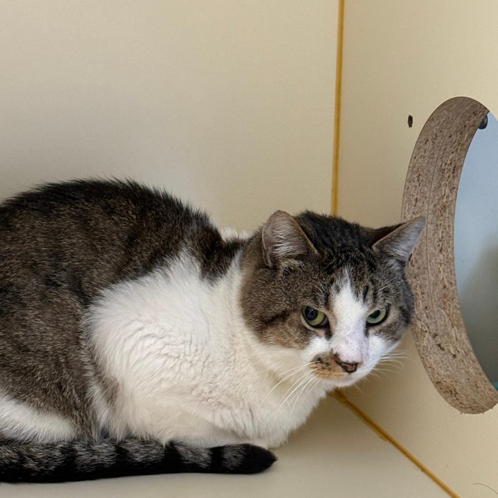 Banjo, a Adoptable Domestic Short Hair in Concord, NH image 2/2