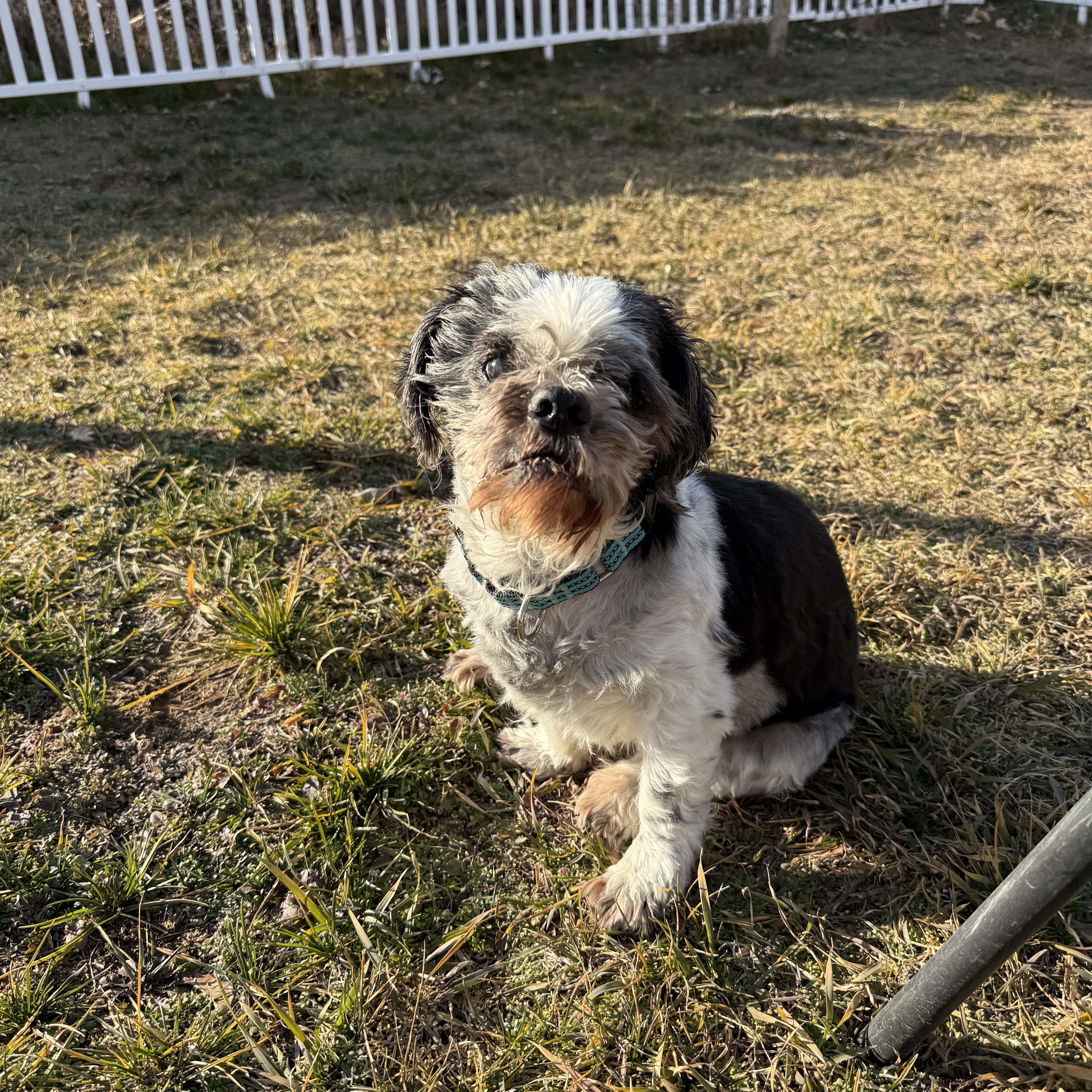 Enlarge Henry , a ADOPTABLE Shih Tzu in Roy, UT image 5/5