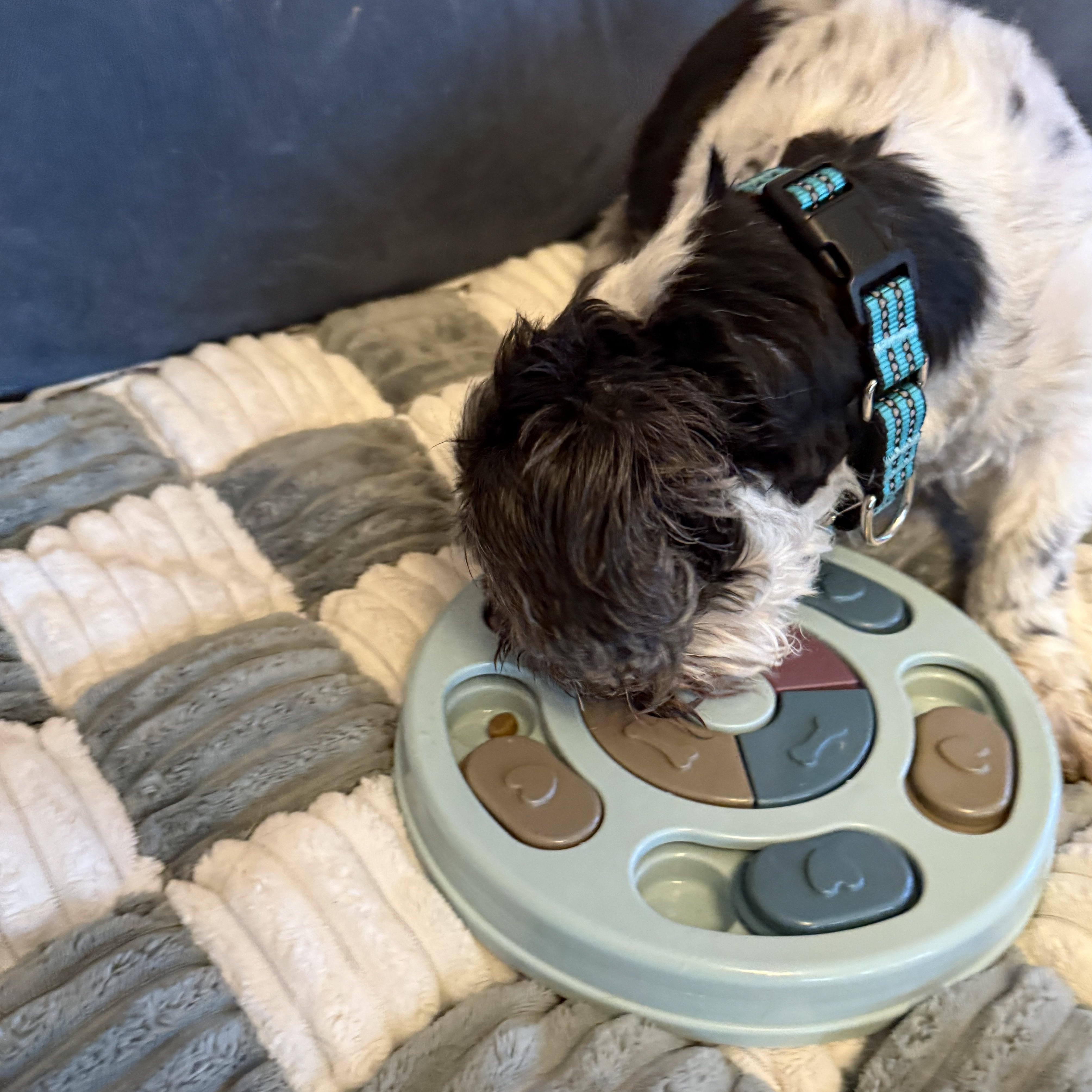 Enlarge Henry , a ADOPTABLE Shih Tzu in Roy, UT image 3/5