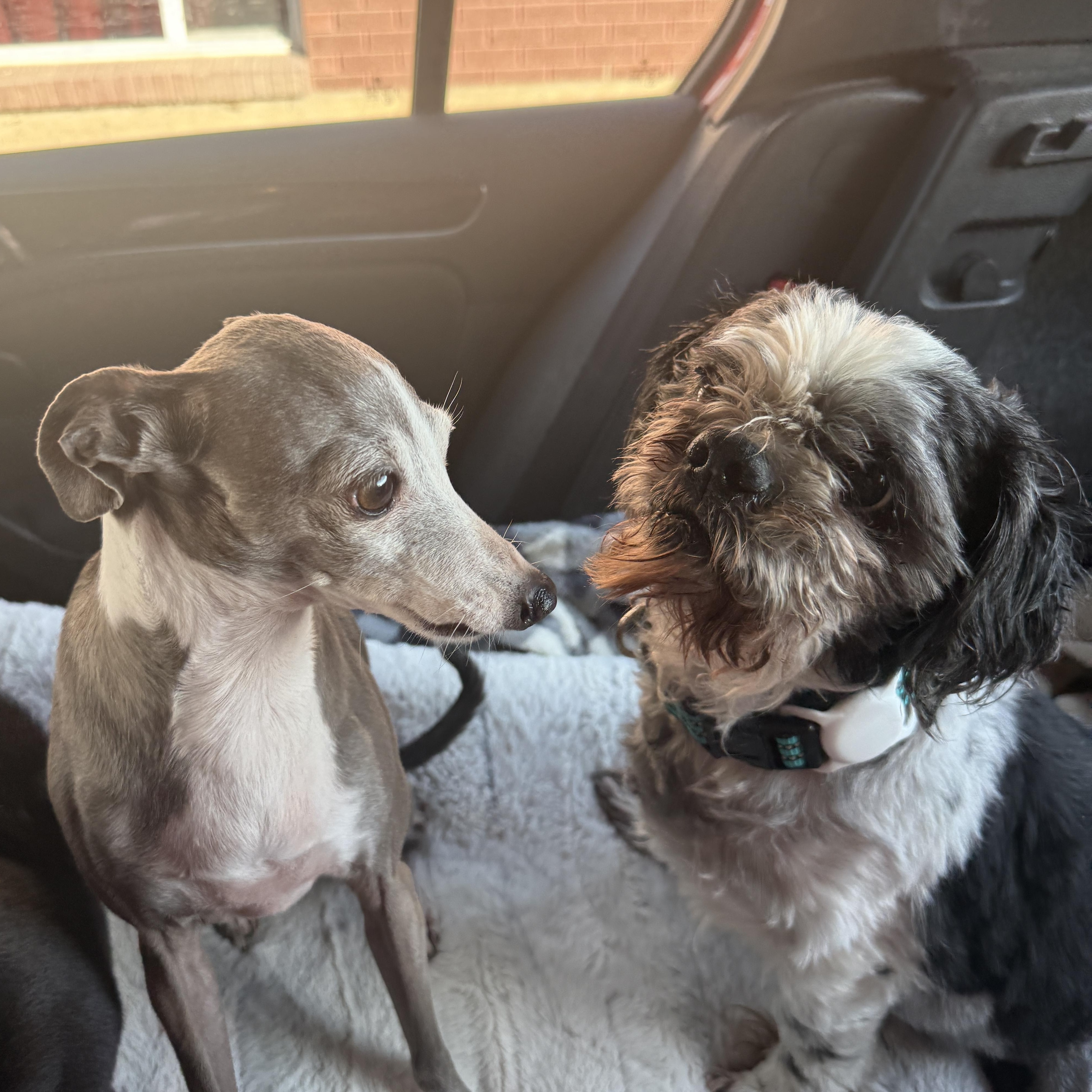 Enlarge Henry , a ADOPTABLE Shih Tzu in Roy, UT image 2/5