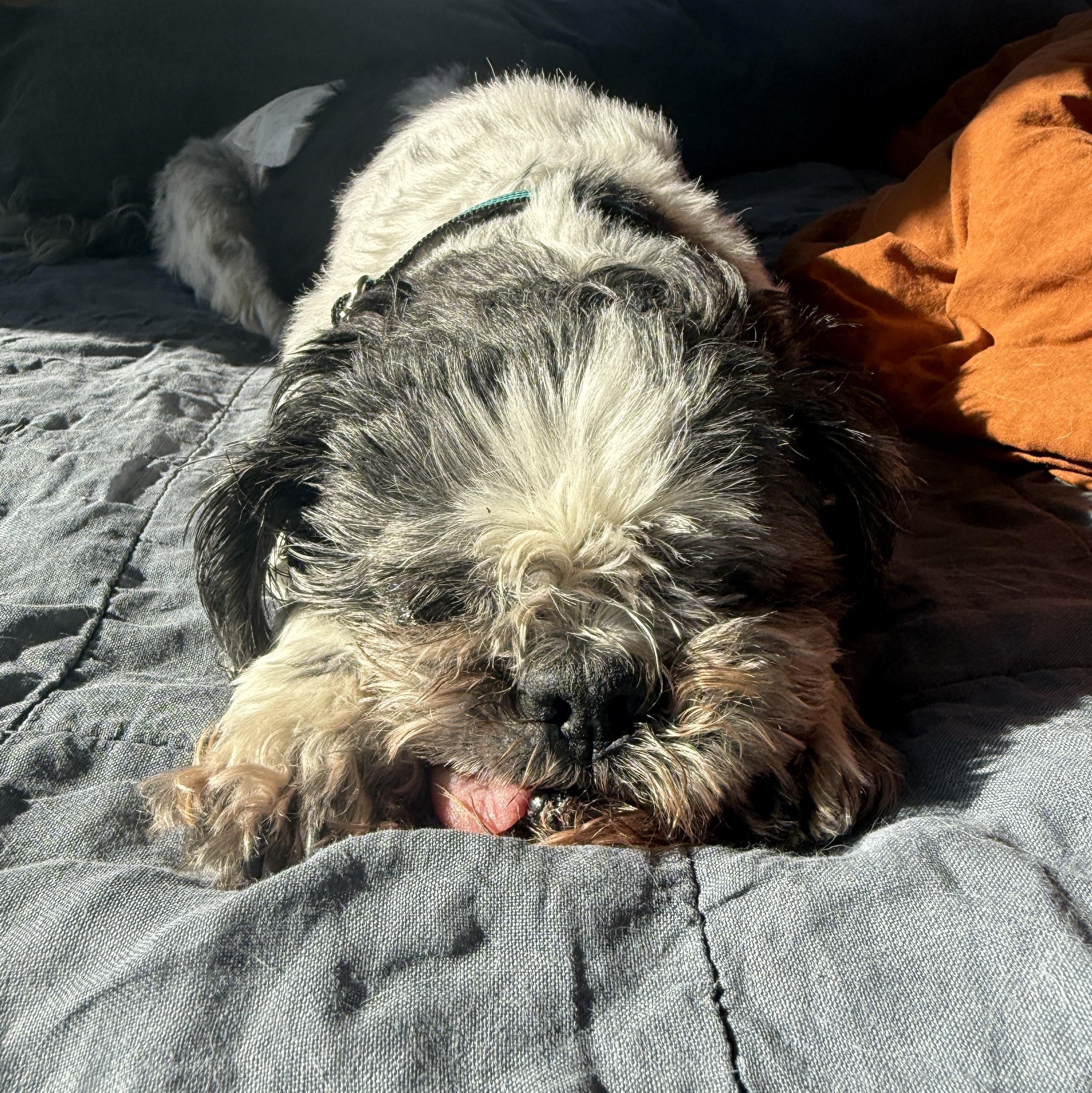 Enlarge Henry , a ADOPTABLE Shih Tzu in Roy, UT image 1/5