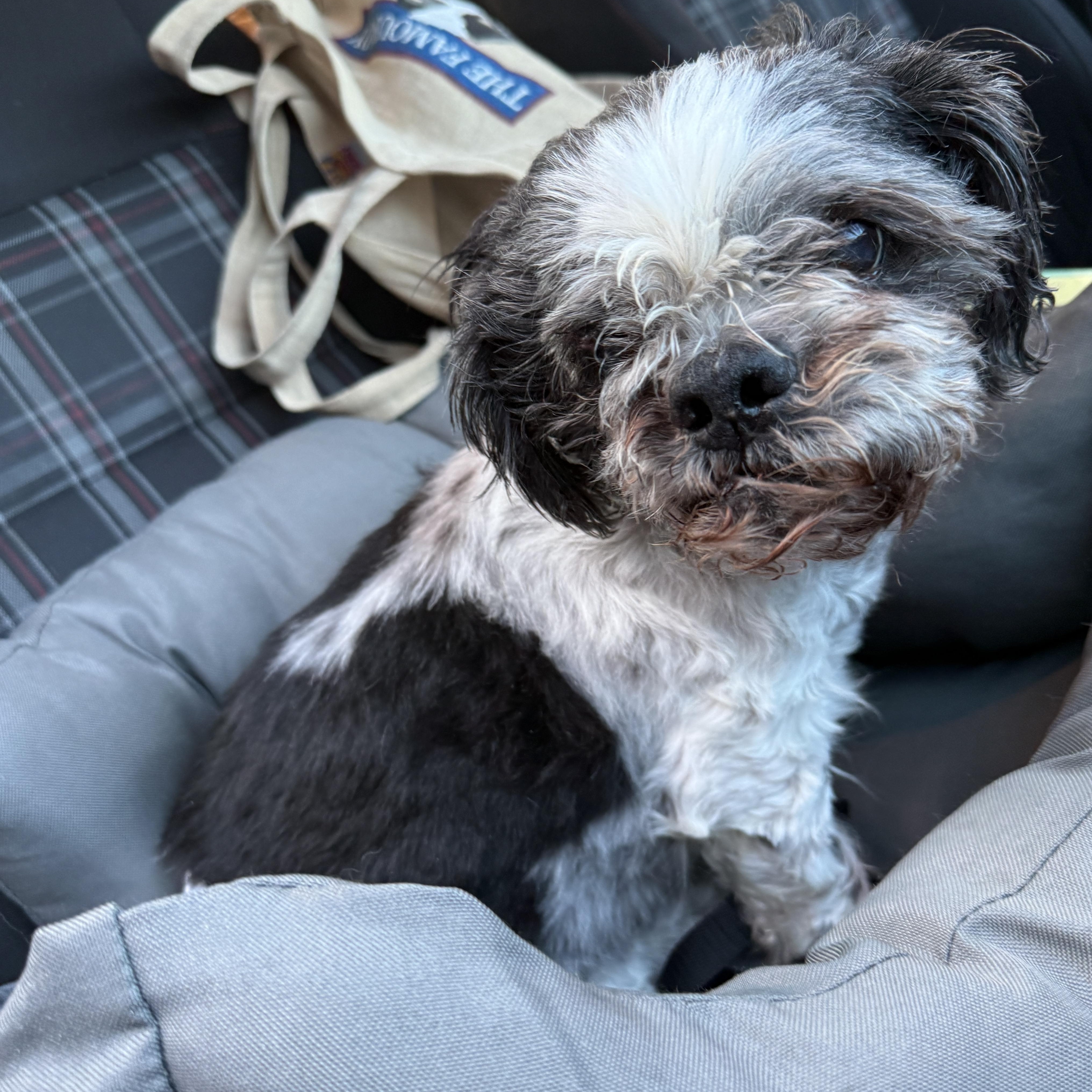 Henry — thumbnail 5