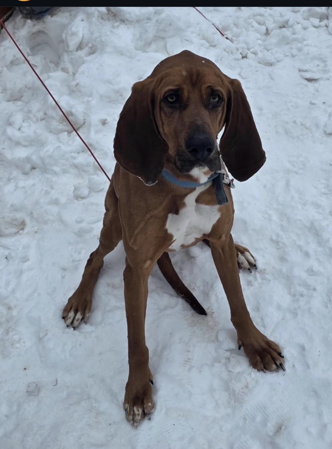 Blu, ADOPTABLE, Young Male Bloodhound.