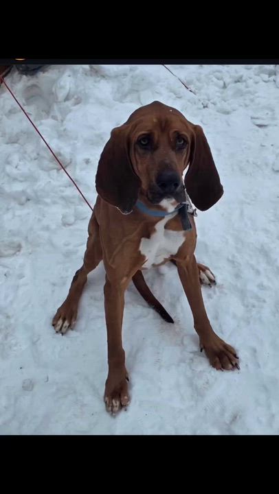 Enlarge Blu, a ADOPTABLE Bloodhound in South Amboy, NJ video 2/2