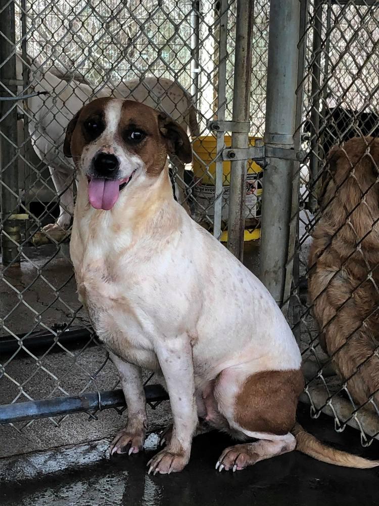 Cassie, Adopted, Adult Female Labrador Retriever & Cattle Dog.