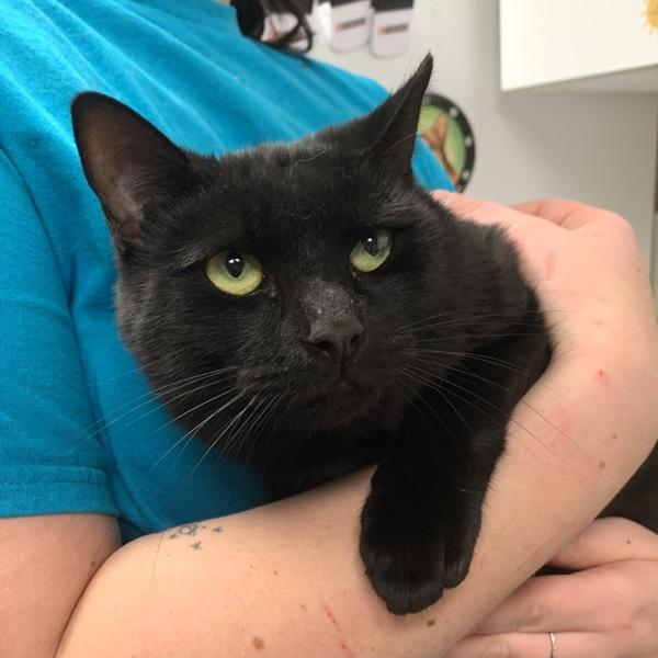 Austin, Adoptable, Adult Male Domestic Short Hair.