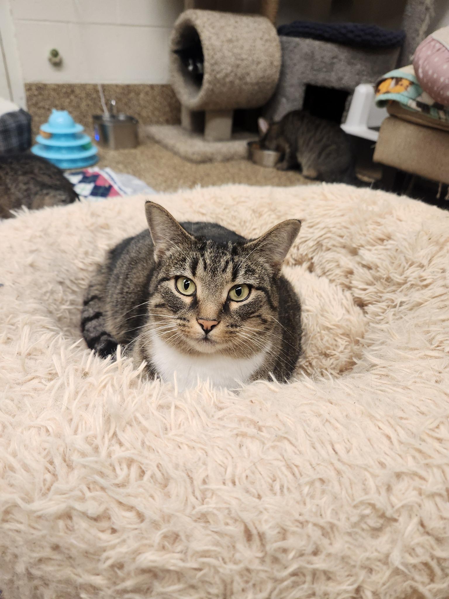 Tiger Lily, adopted, Young Female Tabby.