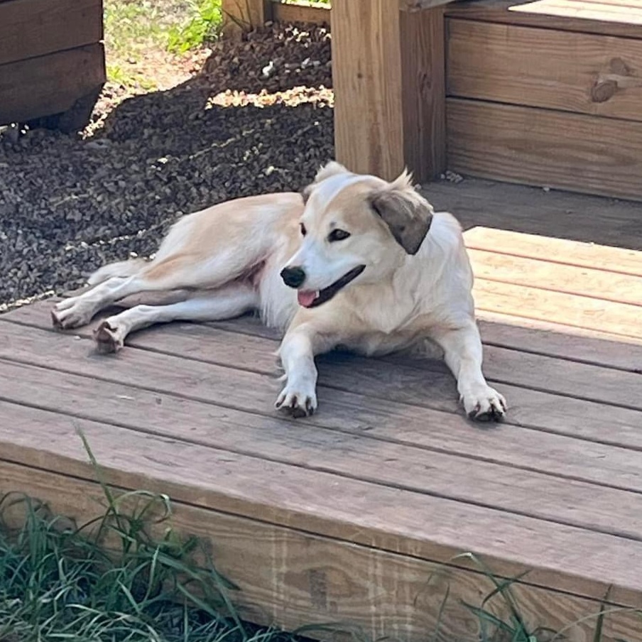 Norrie, a Adoptable mixed breed image 2/2