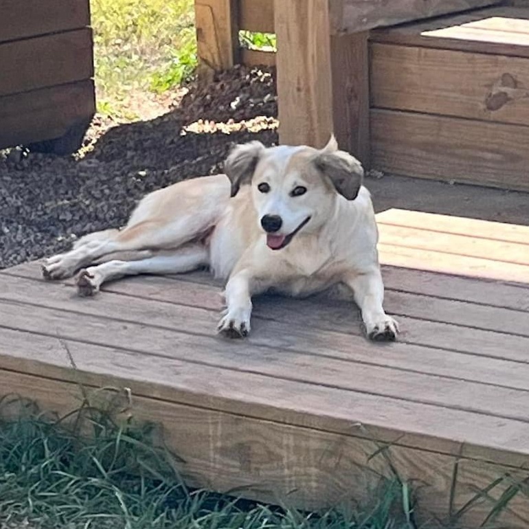 Norrie, a Adoptable mixed breed image 1/2