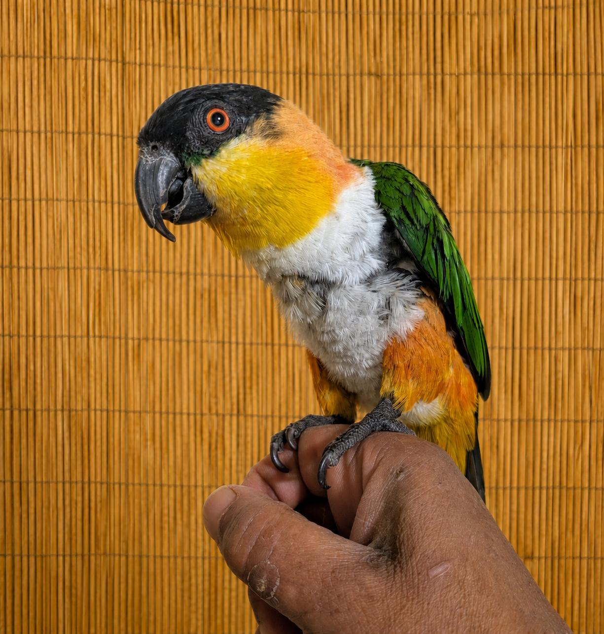 Marley 18 YO F Black Capped Caique, adoptable, Adult Female Caique.