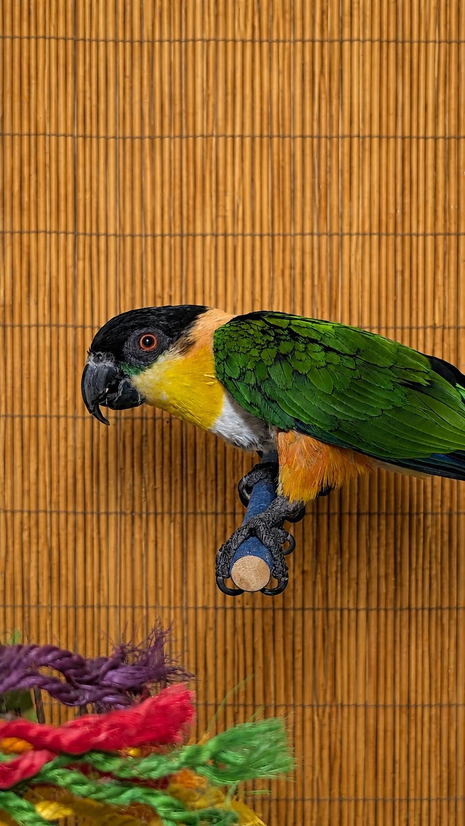 Marley 18 YO F Black Capped Caique, an adoptable Caique in Vancouver, WA image 2/6