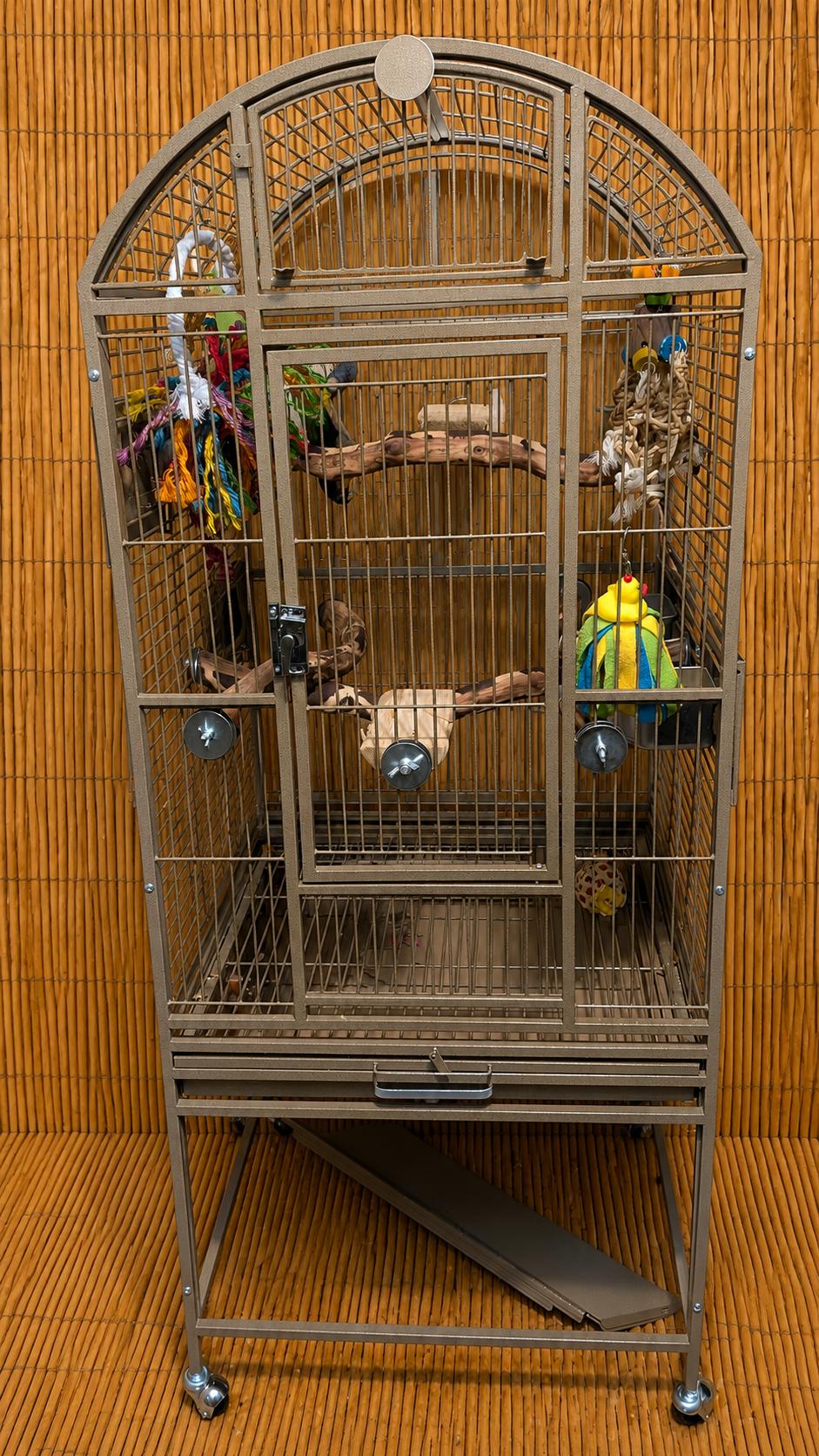 Marley 18 YO F Black Capped Caique, an adoptable Caique in Vancouver, WA image 3/6