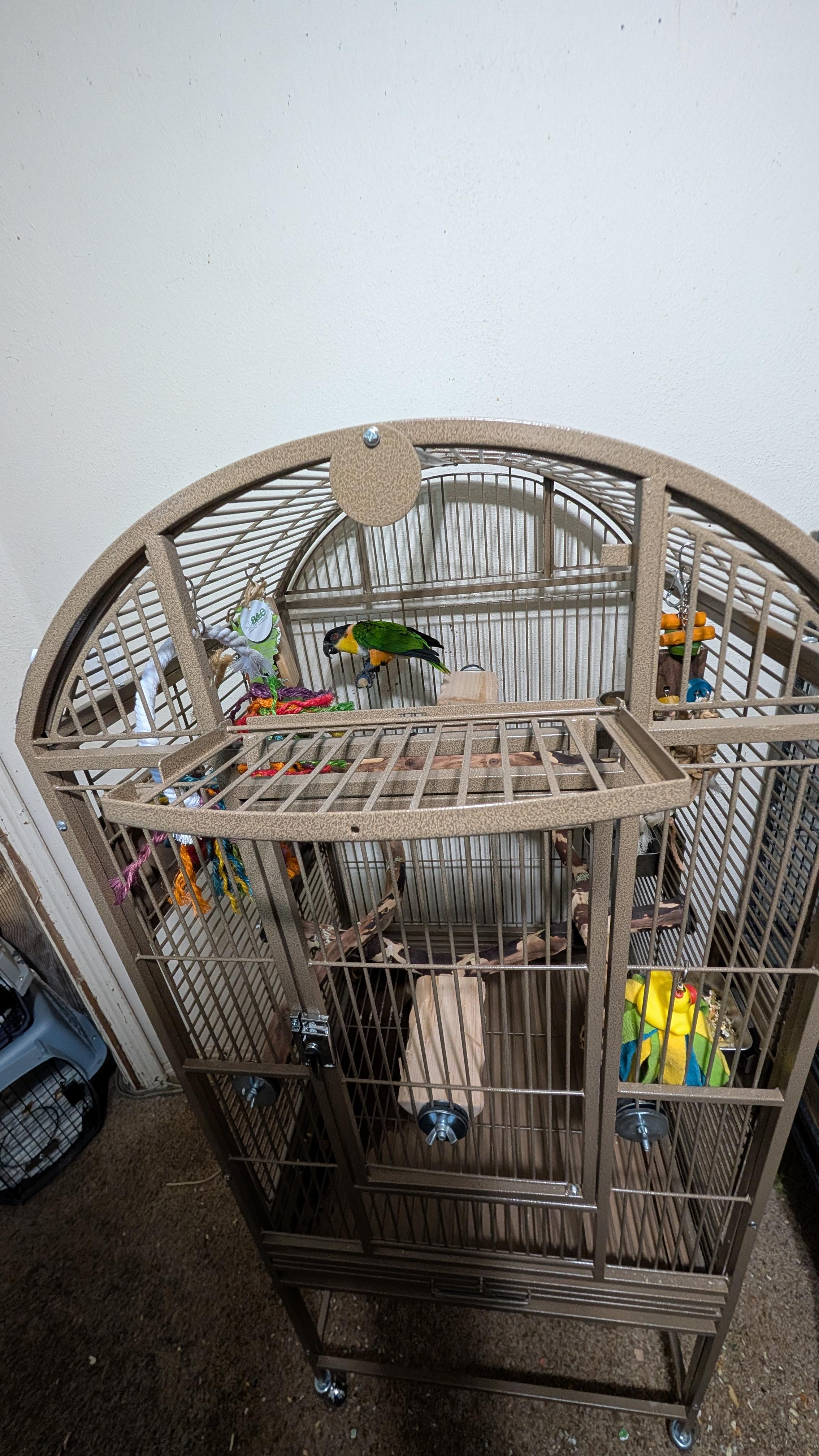Marley 18 YO F Black Capped Caique, an adoptable Caique in Vancouver, WA image 4/6