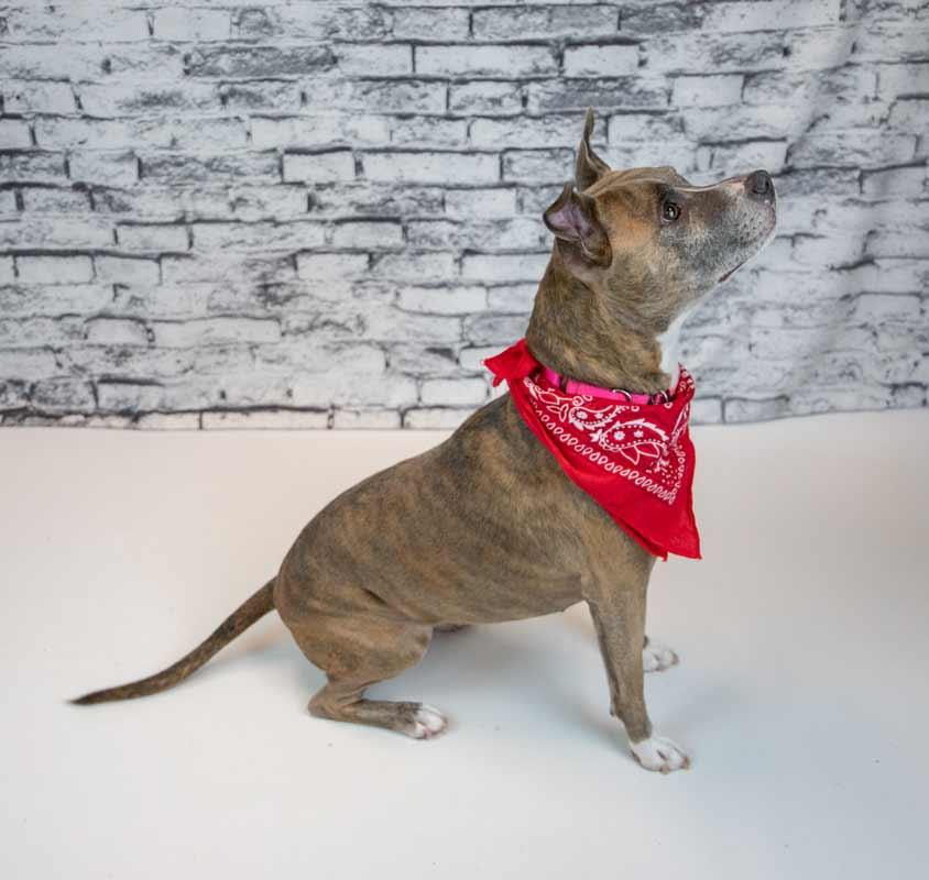 Glynnis, a Adoptable mixed breed in Kennesaw, GA image 3/6