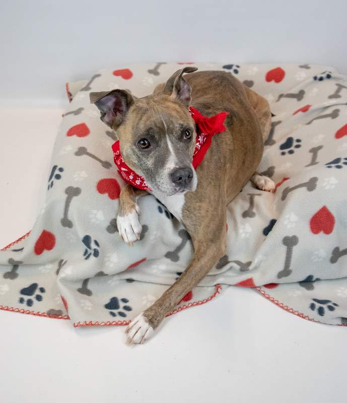 Glynnis, a Adoptable mixed breed in Kennesaw, GA image 2/6