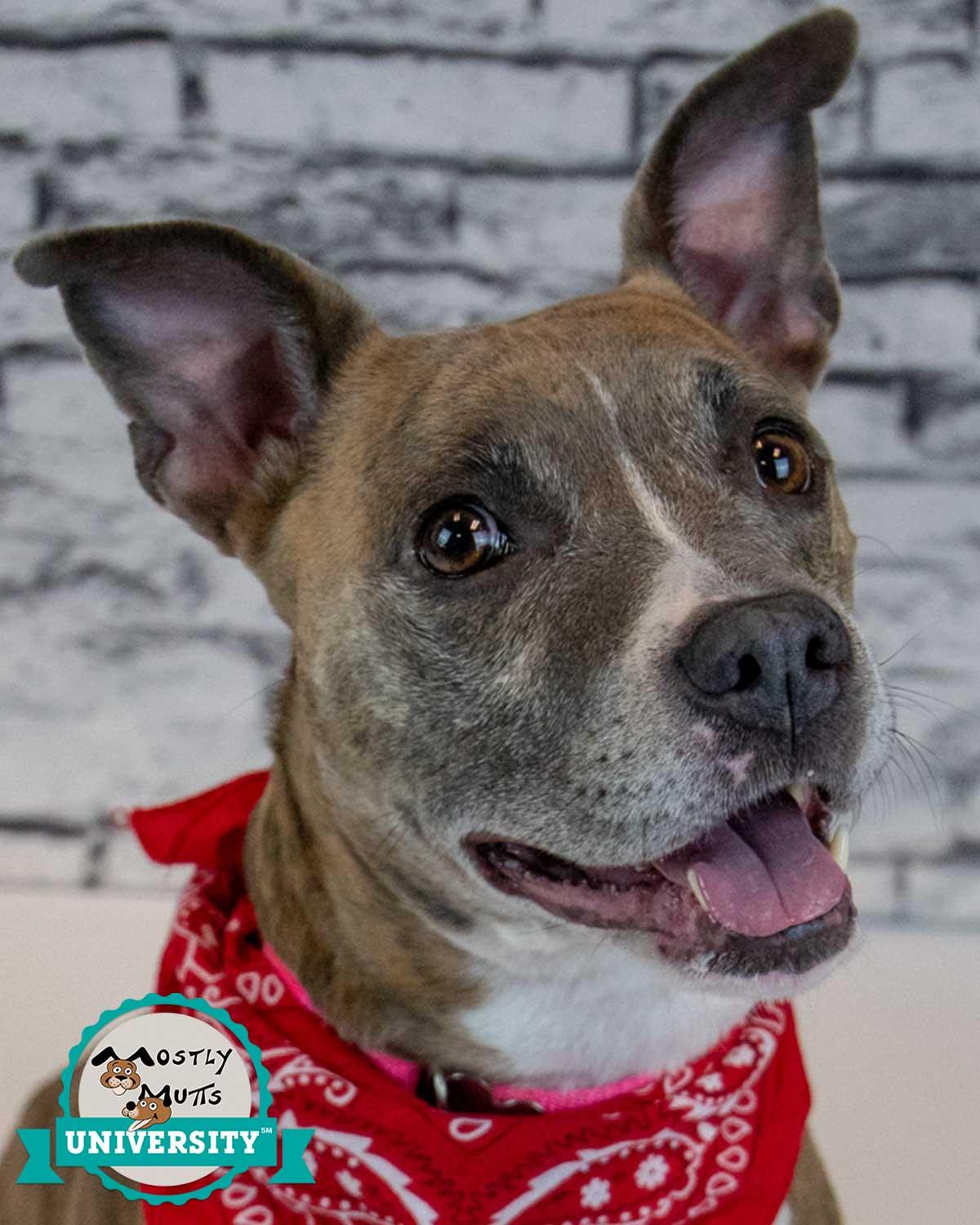 Glynnis, a Adoptable mixed breed in Kennesaw, GA image 1/6