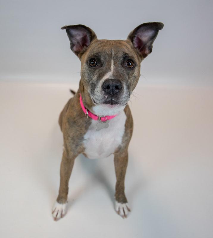 Glynnis, a Adoptable mixed breed in Kennesaw, GA image 5/6