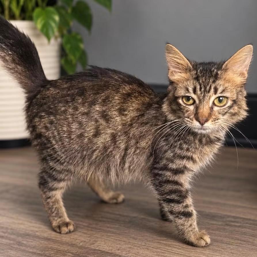 Tnr - purrdey 2301 e graves, Adoptable, Kitten Female Domestic Short Hair.