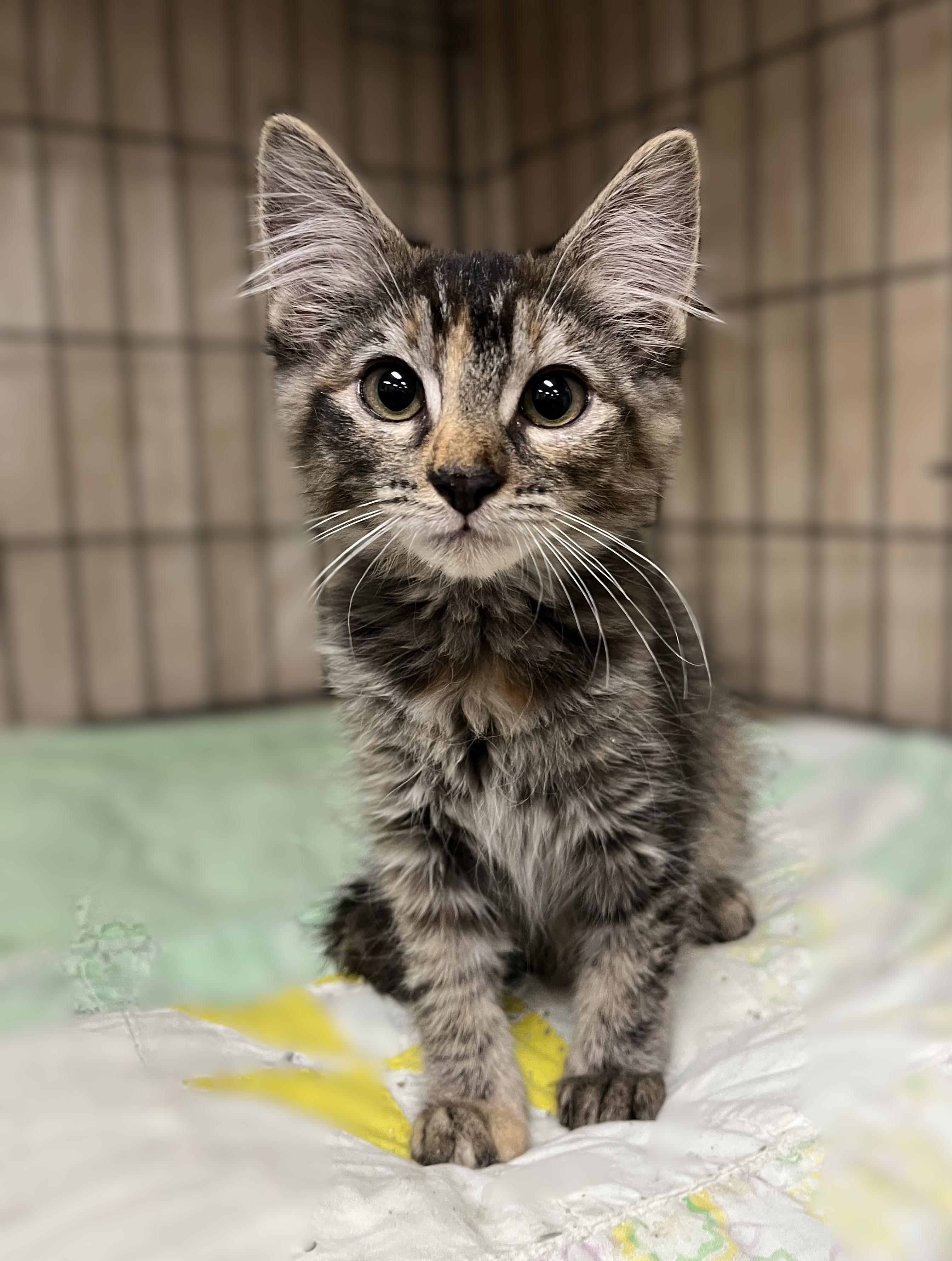 Tawnie, Adopted, Kitten Female Domestic Medium Hair.