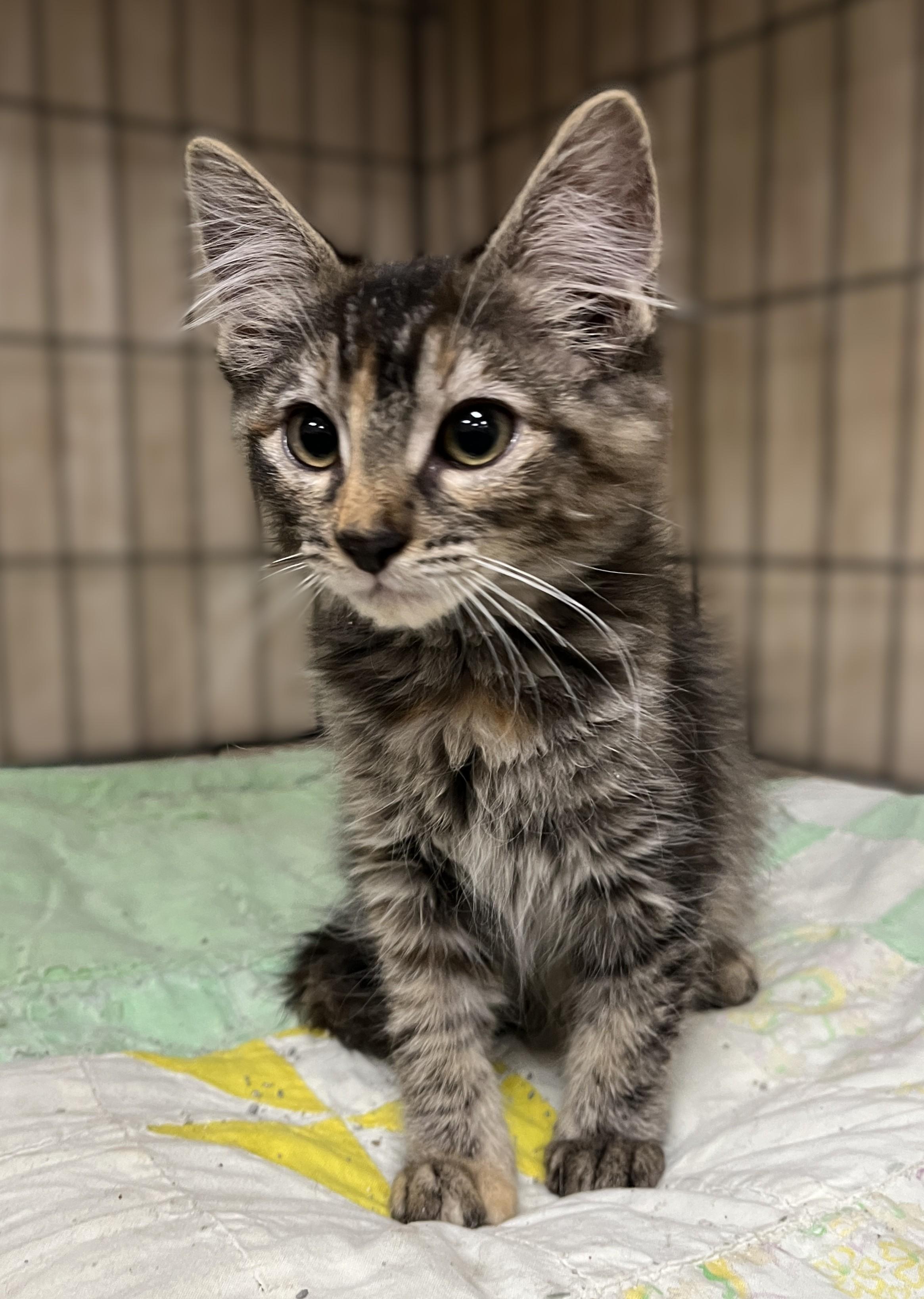 Enlarge Tawnie, a Adopted Domestic Medium Hair in Shingletown, CA image 3/3