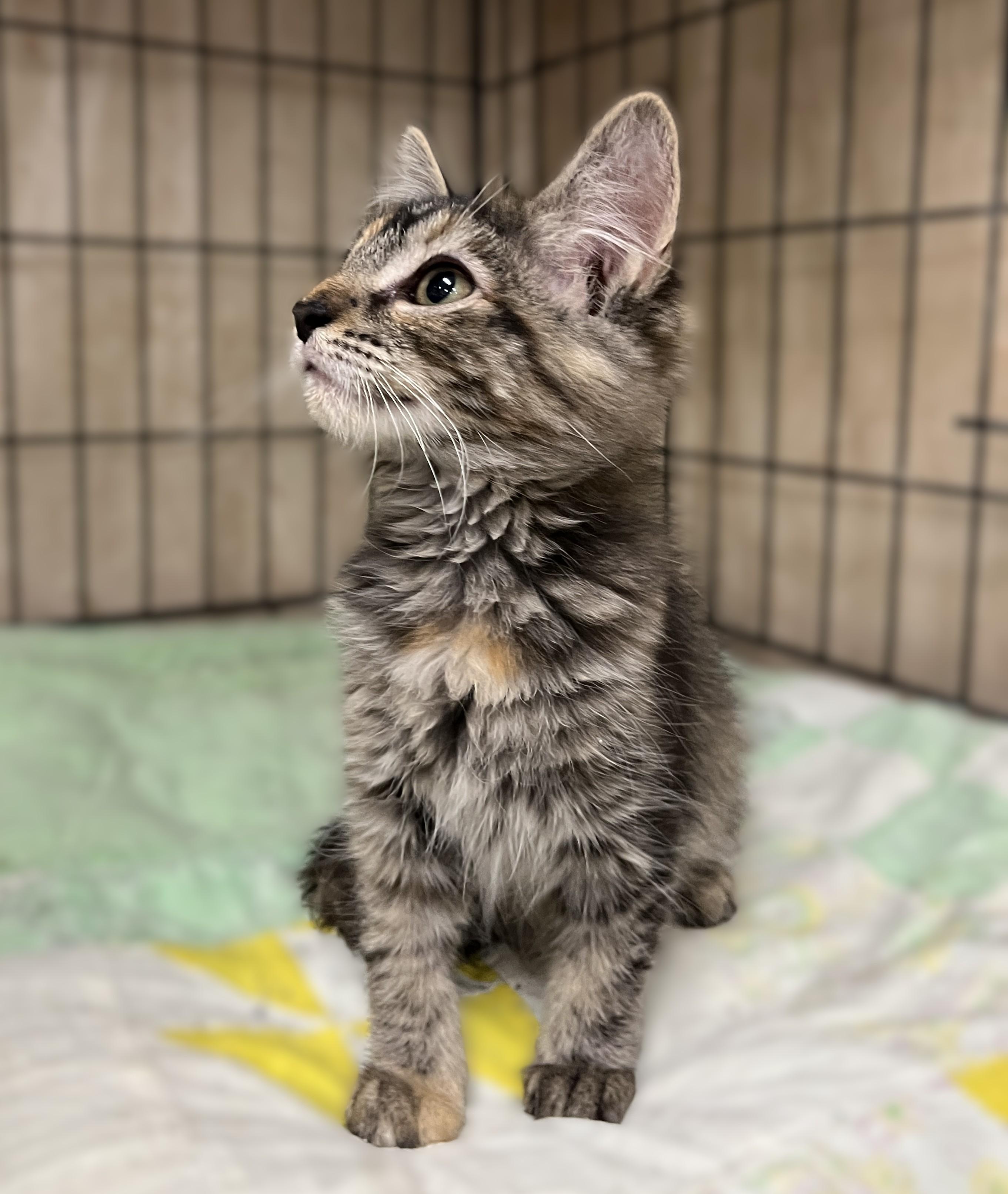 Enlarge Tawnie, a Adopted Domestic Medium Hair in Shingletown, CA image 2/3