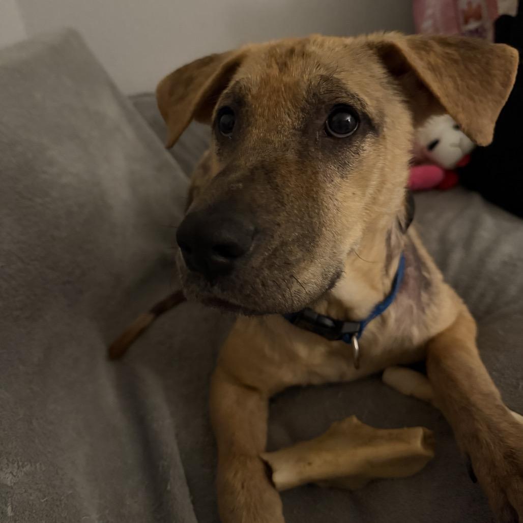 Enlarge Obie, a Adoptable Labrador Retriever in Houston, TX image 1/3