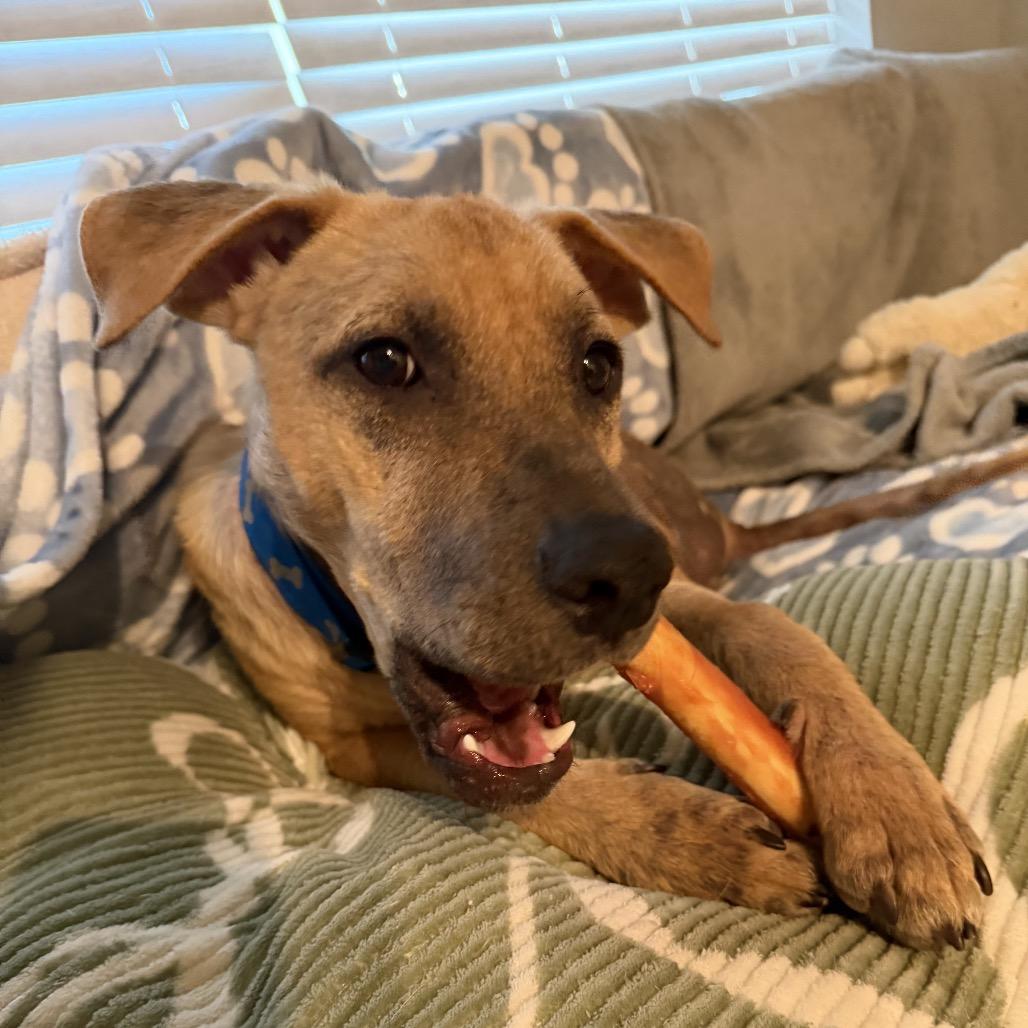 Enlarge Obie, a Adoptable Labrador Retriever in Houston, TX image 2/3