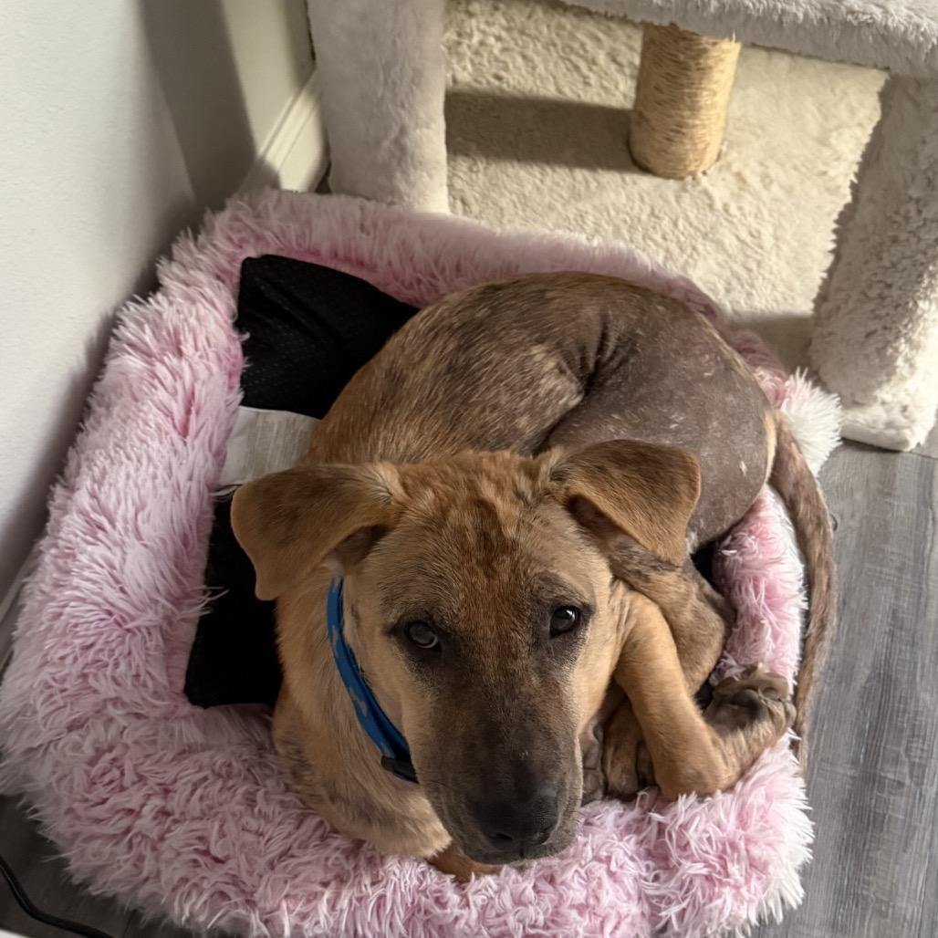 Enlarge Obie, a Adoptable Labrador Retriever in Houston, TX image 3/3