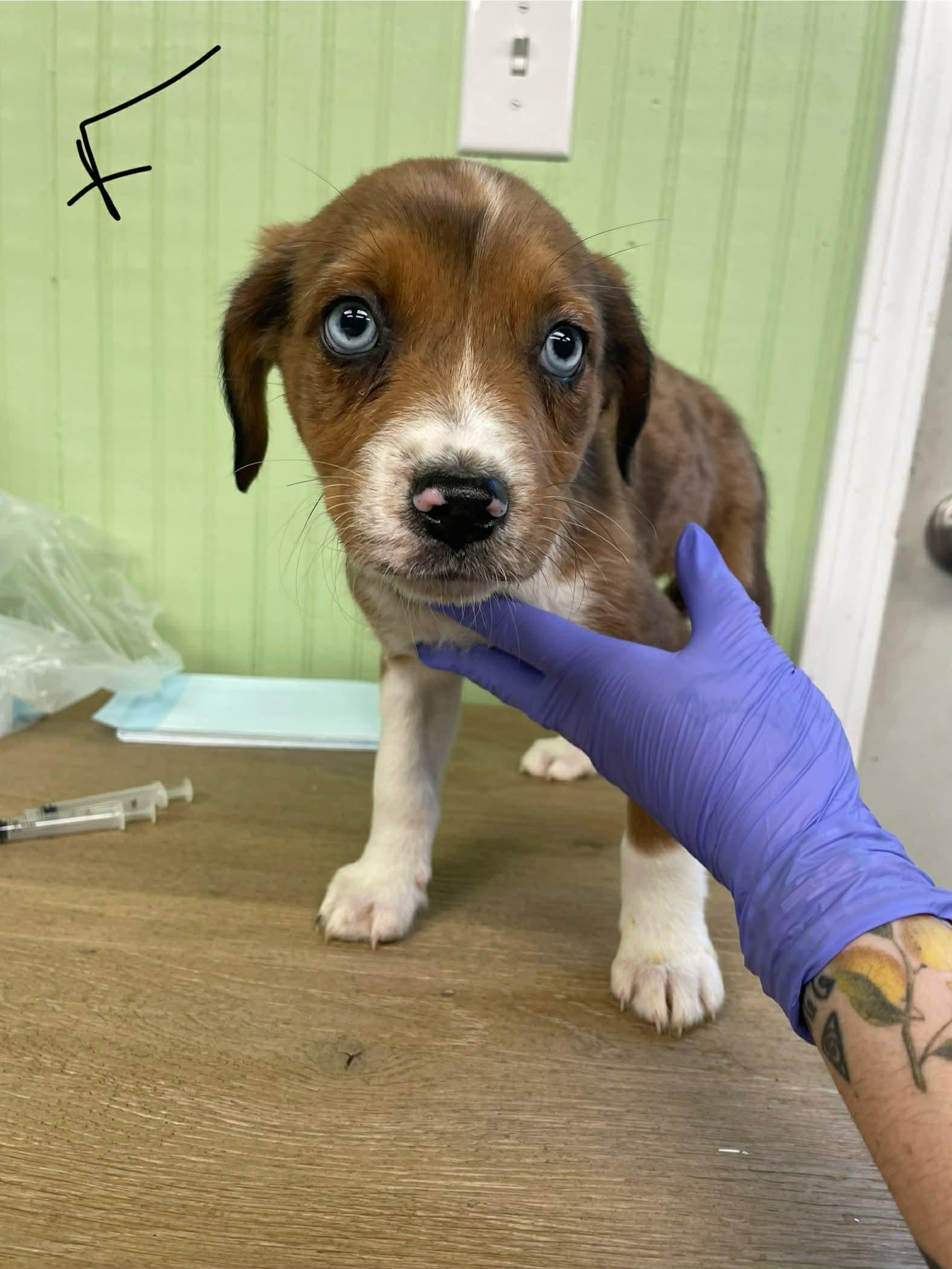 Juniper, ADOPTABLE, Puppy Female Australian Shepherd.