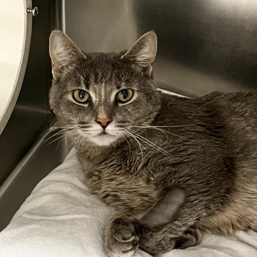 Whitney, Adoptable, Adult Female Domestic Short Hair.