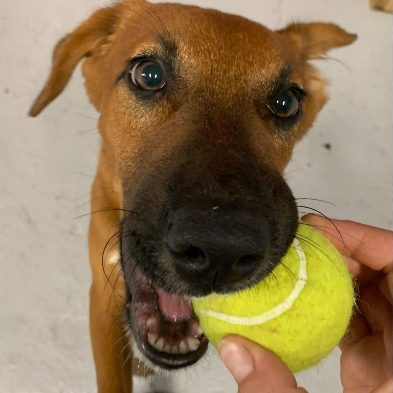 Radar, a Adopted Mixed Breed in Penfield, NY image 1/6