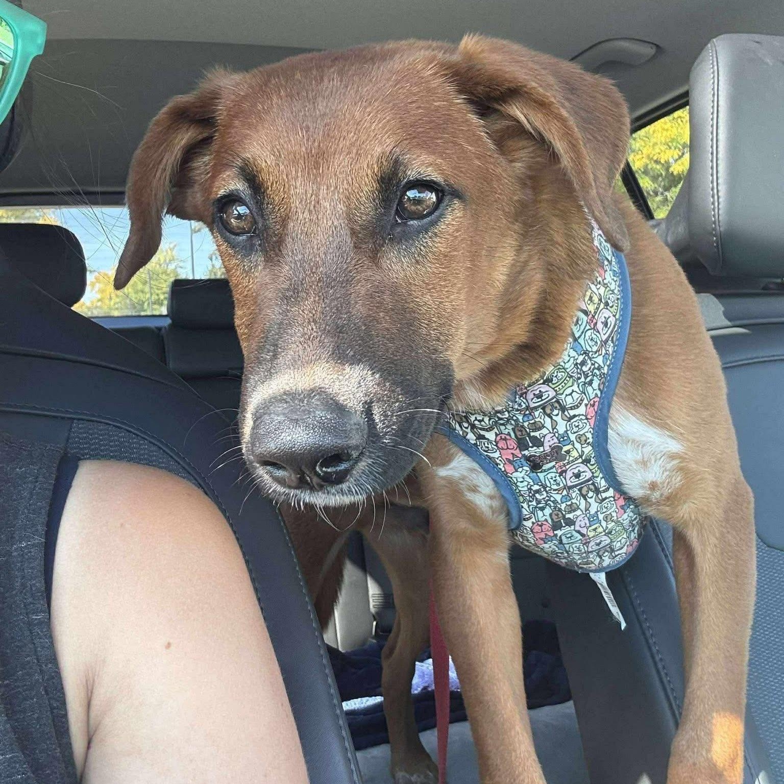 Radar, a Adopted Mixed Breed in Penfield, NY image 2/6