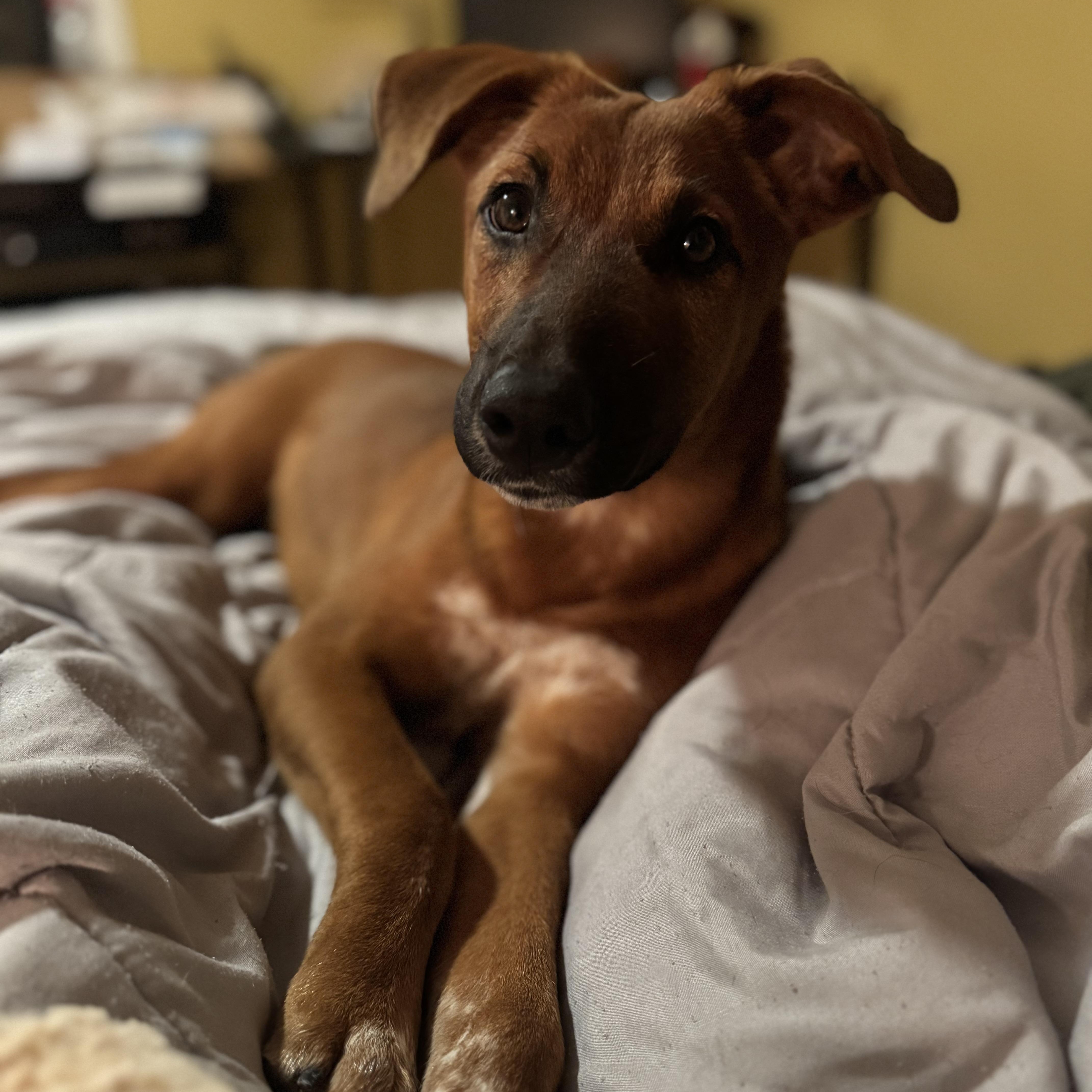 Radar, a Adopted Mixed Breed in Penfield, NY image 5/6