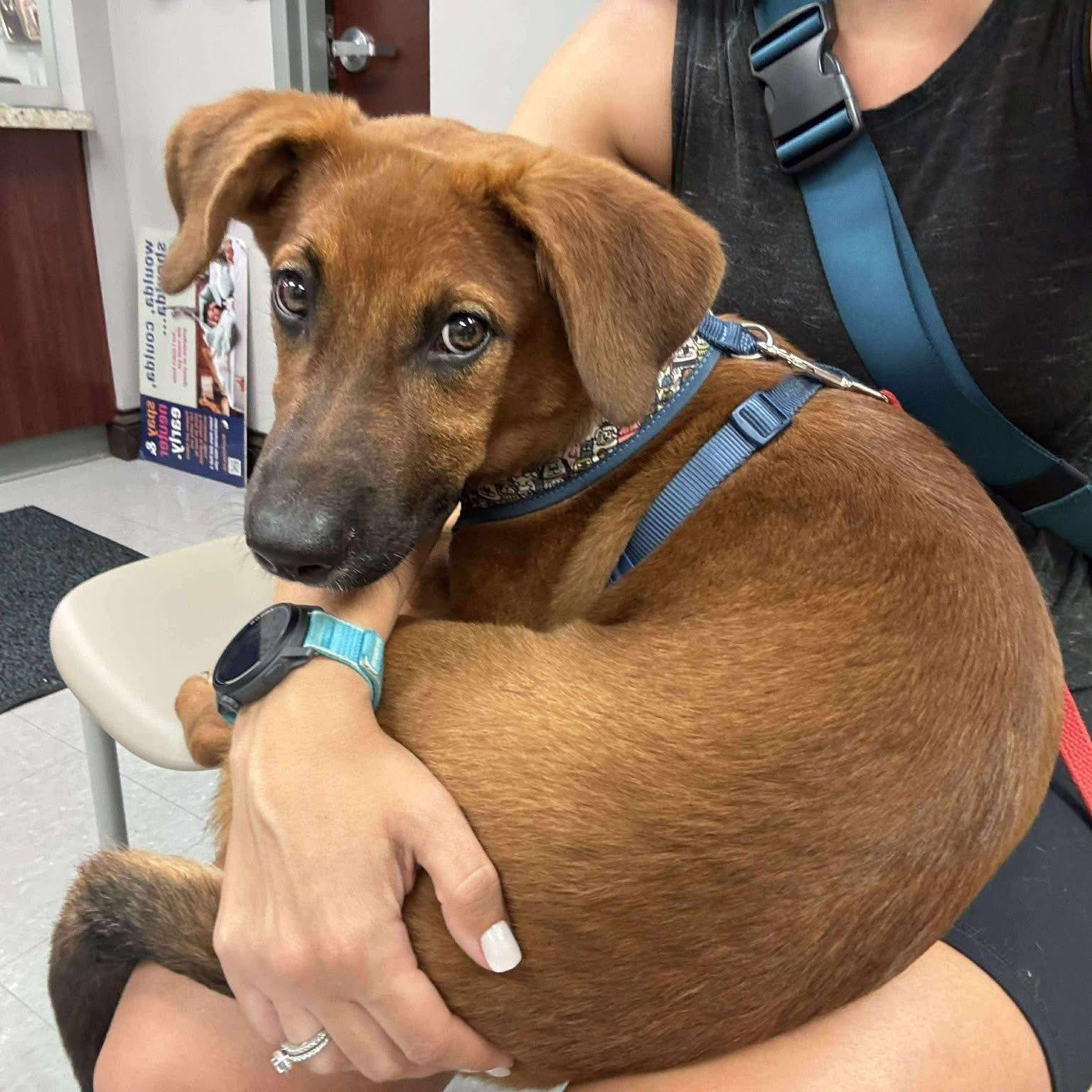 Radar, a Adopted Mixed Breed in Penfield, NY image 6/6