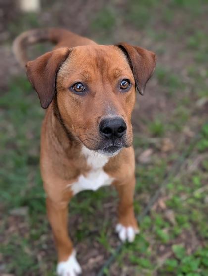 Enlarge Marley, a Adoptable mixed breed in Mansfield, TX image 1/2