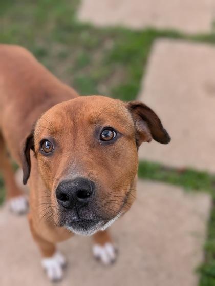 Enlarge Marley, a Adoptable mixed breed in Mansfield, TX image 2/2