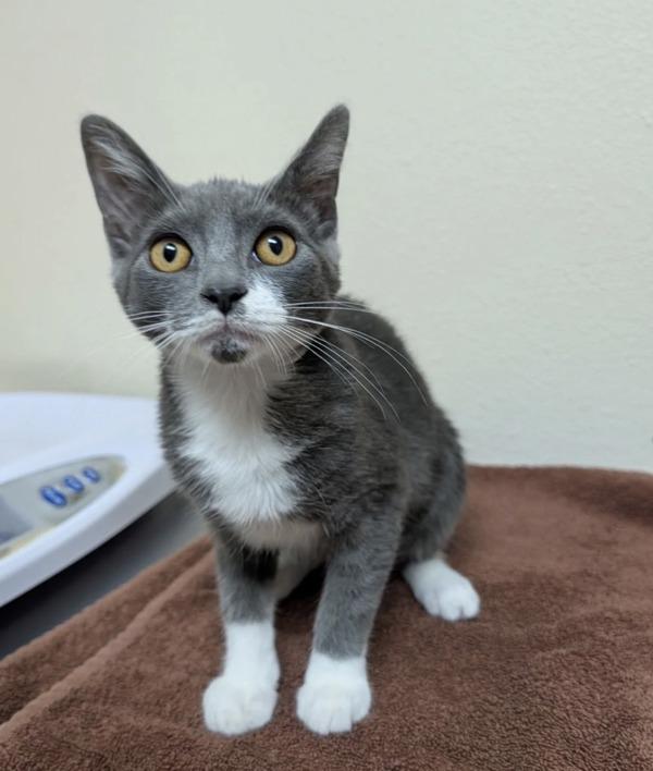 Enlarge Thor, a Adoptable mixed breed in Sherwood, OR image 1/1