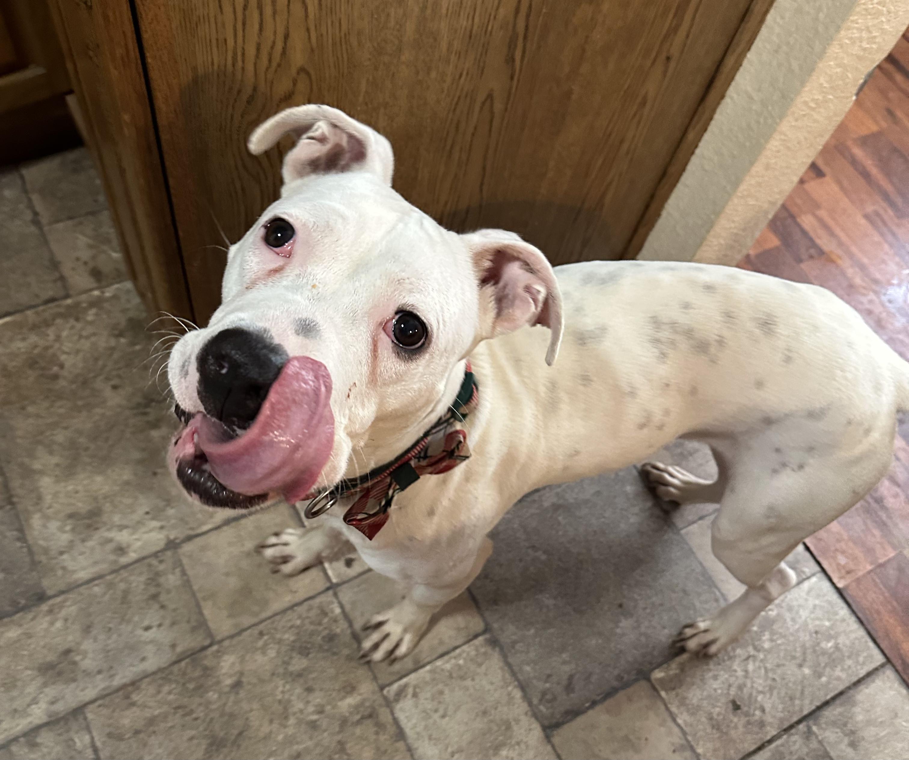 Enlarge Ollie, a Adoptable mixed breed in Fort Worth, TX image 3/6