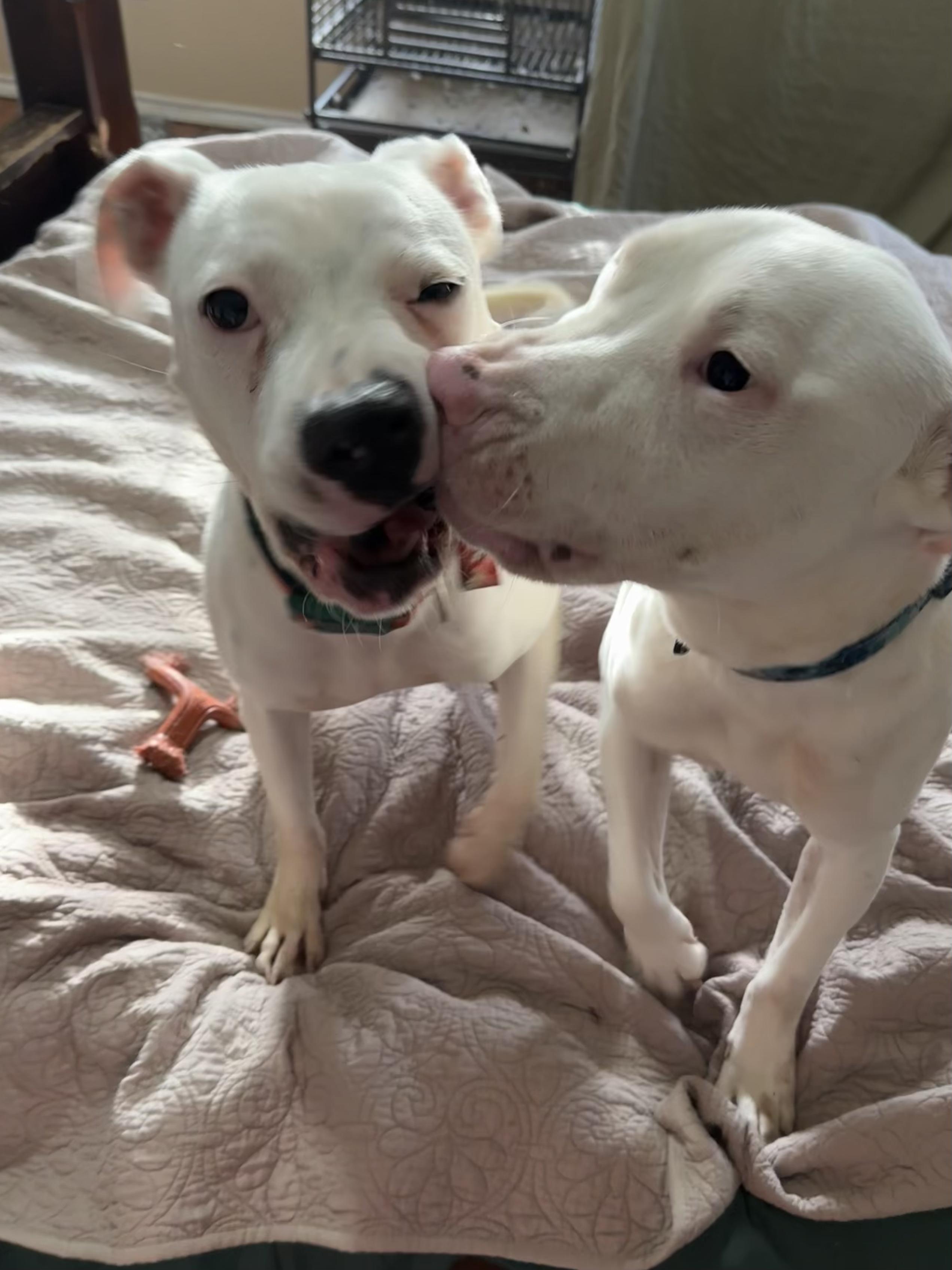 Enlarge Ollie, a Adoptable mixed breed in Fort Worth, TX image 4/6