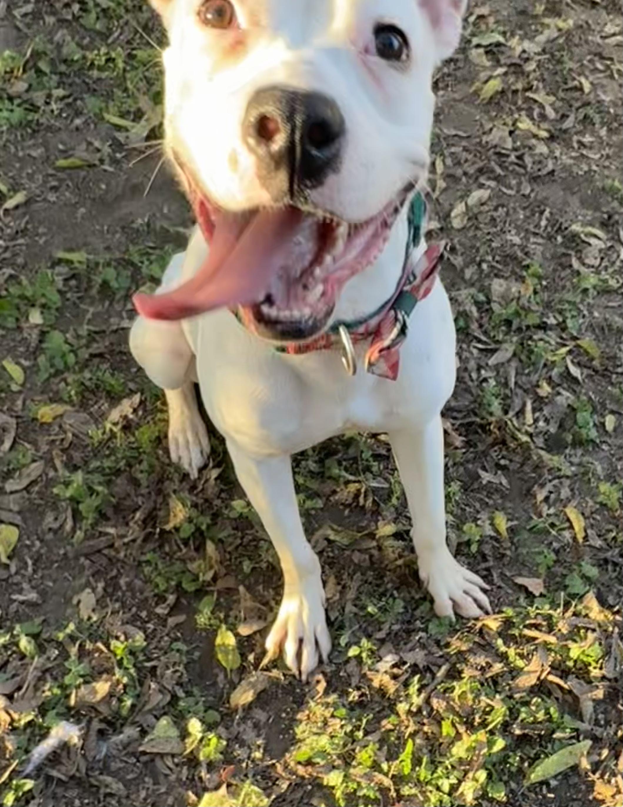 Enlarge Ollie, a Adoptable mixed breed in Fort Worth, TX image 2/6